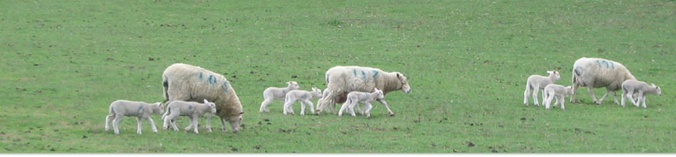 Ewes with MultiMeat lambs at foot